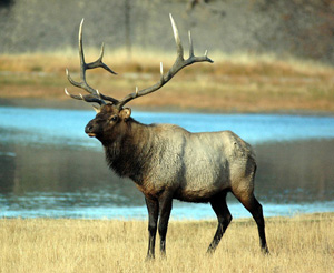 Благородный олень, бык - Bull Elk